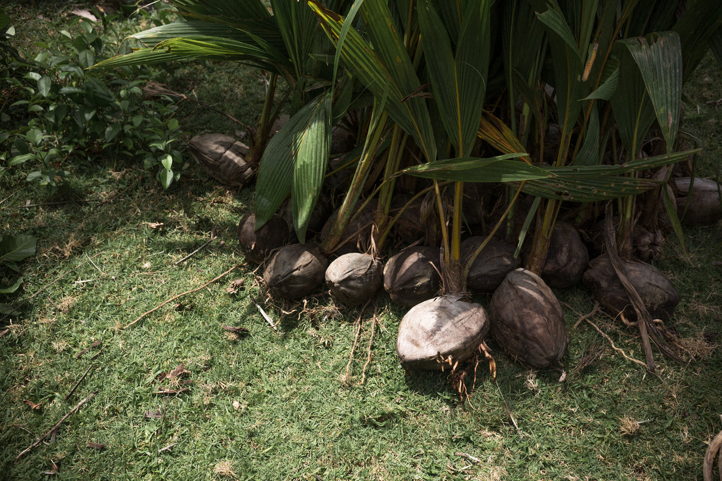 Raw Virgin Coconut Oil, Indonesia (300ml)